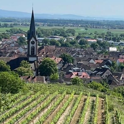 Weinberg und die Kirche von Ihringen